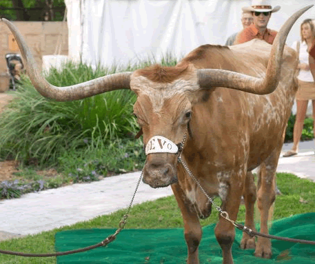 bevo