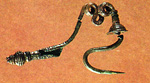 Bronze serpentine fibula