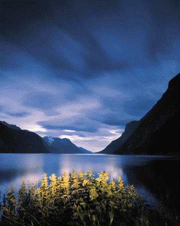 Scenery of a lake and mountain with yellow flowers in the foreground