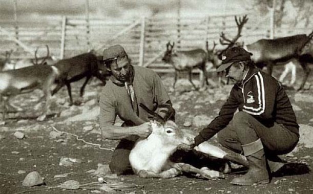 2 men holding a reindeer down