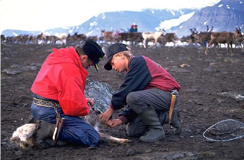 Identifying and Tagging Reindeer