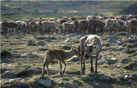 Reindeer mother and child