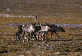 Reindeer grazing