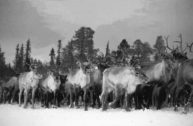 A herd of reindeer treading on the snow