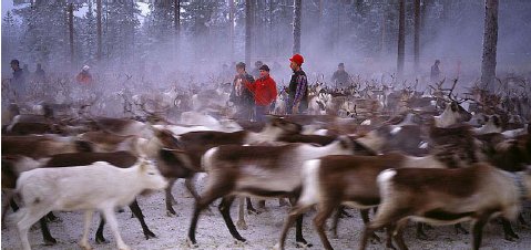 Reindeer herd