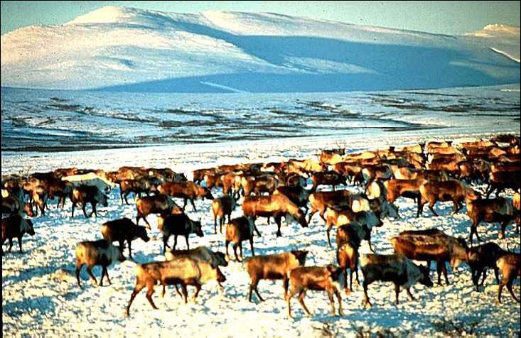 Reindeer in Winter